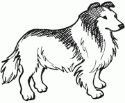 Coloriage dessin chien lassie