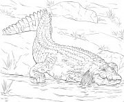 Coloriage crocodile du nil realiste dans son habitat naturel
