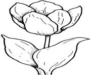 Coloriage tulipe originale