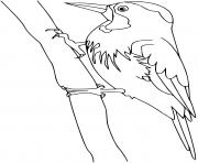 Coloriage woodpecker oiseau