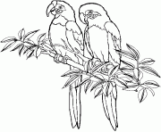 Coloriage dessin de deux perroquets sur une branche