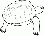 Coloriage tortue cheloniidae